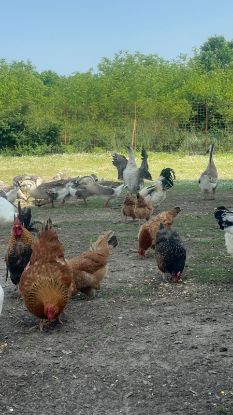Tavuklarımız